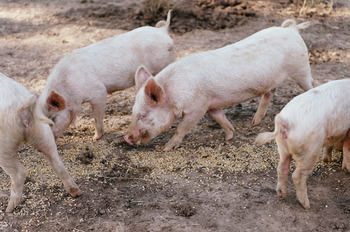 Blackwattle Farm B&B And Farm Stay - Accommodation Bookings 40