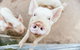 Blackwattle Farm B&B And Farm Stay - thumb 41