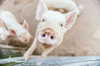 Blackwattle Farm B&B And Farm Stay - Accommodation Bookings 41