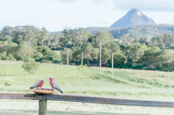 Blackwattle Farm B&B And Farm Stay - Accommodation Bookings 42