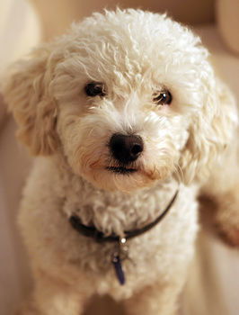 Aaron Cottage - Accommodation Bookings 10