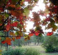 Elfin Hill Country Accommodation - Accommodation Bookings