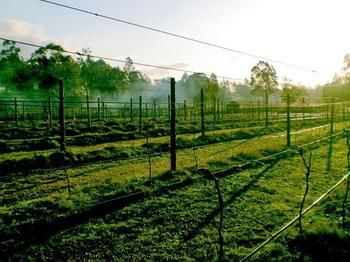 Hunter Country Lodge - Accommodation Bookings 3