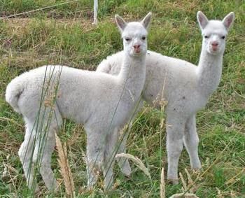Valley Farm Vineyard Cottages - Accommodation Bookings 2
