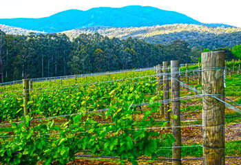 Valley Farm Vineyard Cottages - Accommodation Bookings 10