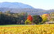Valley Farm Vineyard Cottages - thumb 11