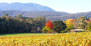 Valley Farm Vineyard Cottages - Accommodation Bookings 11