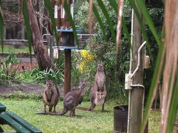 Jervis Bay Cabins - Accommodation Bookings 6