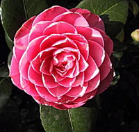 Cloverlea Gardens Bed and Breakfast - Accommodation Bookings
