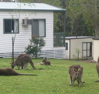 Halls Gap Caravan Park - Accommodation Bookings