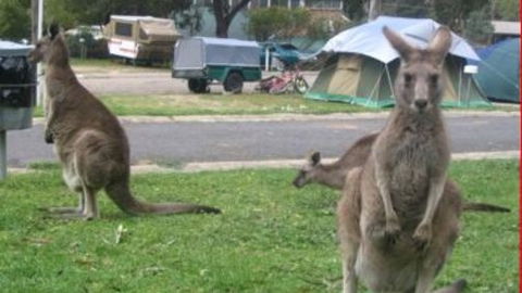 Halls Gap Caravan Park - Accommodation Bookings 4