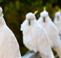 Aireys Inlet Getaway Resort - Accommodation Bookings