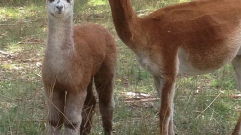 Chestnut Springs - Accommodation Bookings 6