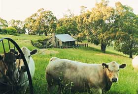 Adelaide Hills Country Cottages - Gum Tree Cottage - Accommodation Bookings 1