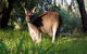 Gracetown Caravan Park - thumb 3
