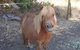 Bindoons Windmill Farm - thumb 5