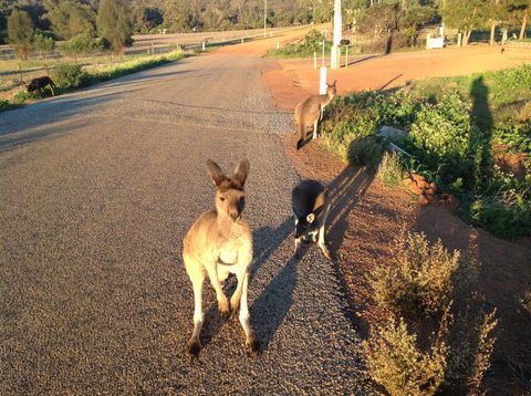Bindoons Windmill Farm - Accommodation Bookings 7