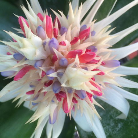 Bromeliad Bed And Breakfast - Accommodation Bookings 11