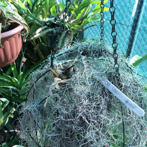 Bromeliad Bed And Breakfast - Accommodation Bookings 13