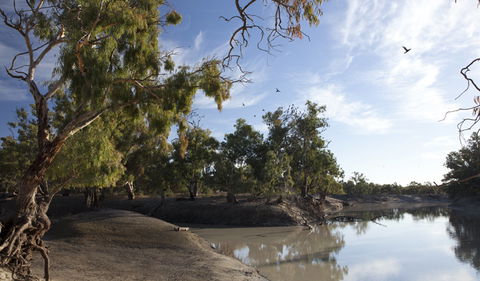 Darling River Campground - Accommodation Bookings 1