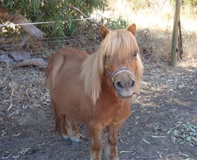 Bindoons Windmill Farm - Accommodation Bookings 3
