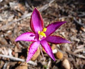 Mt Trio Bush Camp And Caravan Park - Accommodation Bookings 2