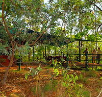 Arnhemland Barramundi Nature Lodge - Accommodation Bookings