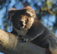 Bimbi Park Camping Under Koalas - Accommodation Bookings