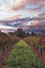 Lamonts Winery Restaurant  Gallery - Accommodation Bookings