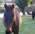Reynella Kosciusko Rides Accommodation - Accommodation Bookings