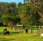 Giba Gunyah Country Cottages - Accommodation Bookings
