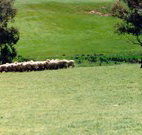 Gooromon Park Cottages - Accommodation Bookings