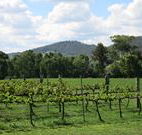 Jessica's Guest House and Vineyard - Accommodation Bookings
