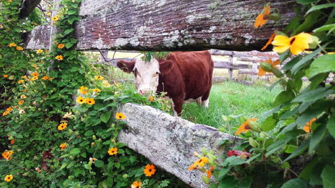 Fairview Farm Cottages - Accommodation Bookings 4
