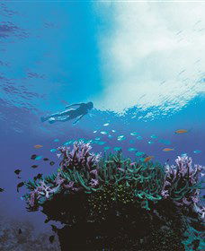 One&Only Hayman Island - Accommodation Bookings 3