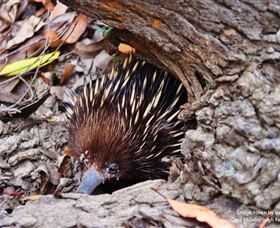 Cape Hillsborough Nature Tourist Park - Accommodation Bookings 2