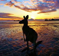 Cape Hillsborough Nature Tourist Park - Accommodation Bookings