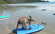 Cape Hillsborough Nature Tourist Park - thumb 3