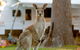 BIG4 Sunshine South West Rocks Holiday Park - thumb 5