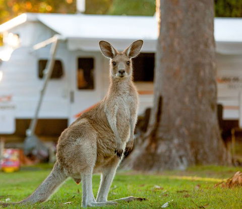 BIG4 Sunshine South West Rocks Holiday Park - Accommodation Bookings 5