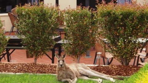 Alpha Canberra Hotel And Apartments - Accommodation Bookings 0