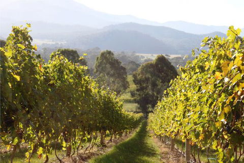 Pizzini's Vineyard Guesthouse - Accommodation Bookings 6