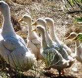 Duck Duck Goose Bed and Breakfast - Accommodation Bookings