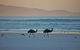 Thomas River Shire Reserve Camp At Cape Arid National Park - thumb 0