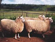 Camerons Farmstay - Accommodation Bookings 2