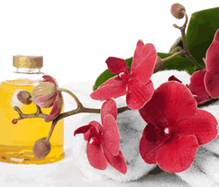 Sunny Hill Retreat Accommodation & Day Spa - Accommodation Bookings 0