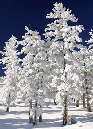 Mt Buller Apartment Management Services - Accommodation Bookings