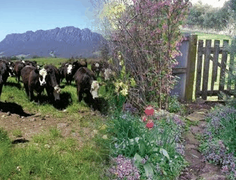 Carinya Farm Holiday Retreat - Accommodation Bookings 3