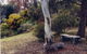 Kurringai Cottage - thumb 1
