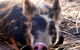 Jamberoo Valley Farm - thumb 2